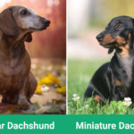 Dachshund vs. Miniature Dachshund: Size Comparison